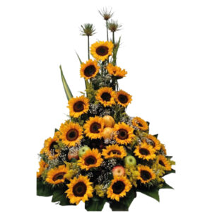 girasoles